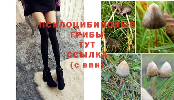 ПСИЛОЦИБИНОВЫЕ ГРИБЫ Зерноград